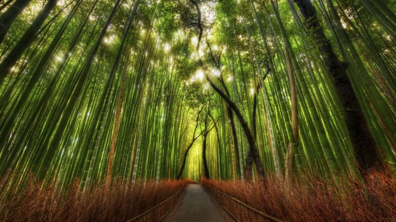 Bamboo Forest In Kyoto